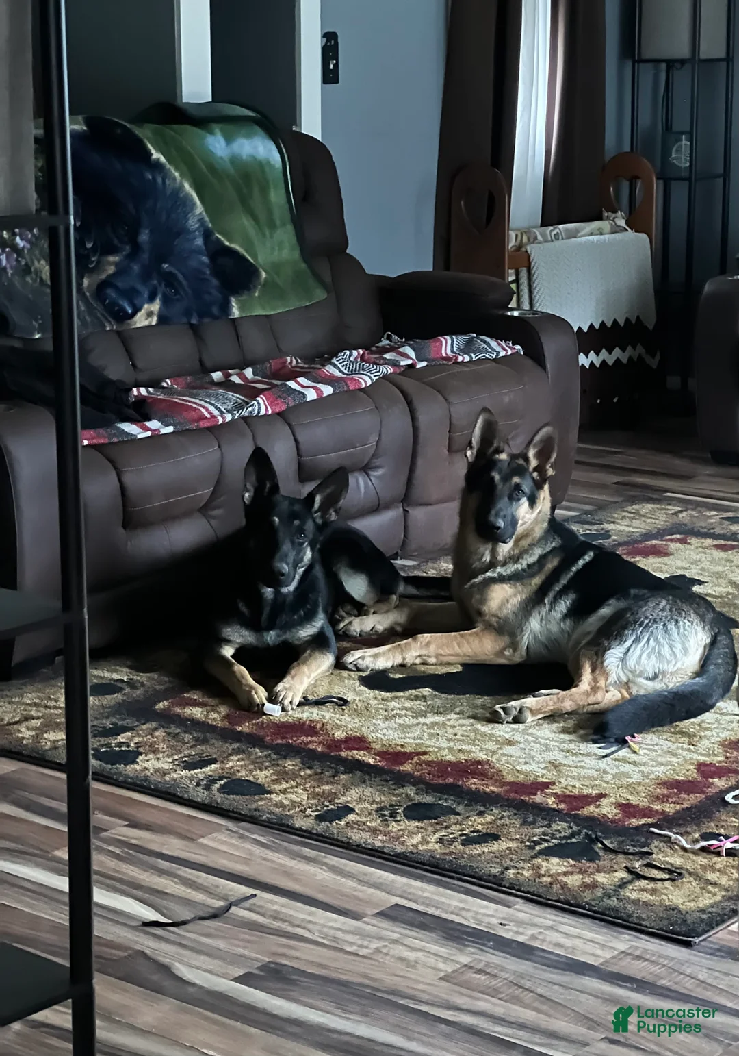 Gallery Image {{count}}