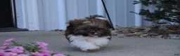 Shihpoo dogs for sale: Patches - Ad 3
