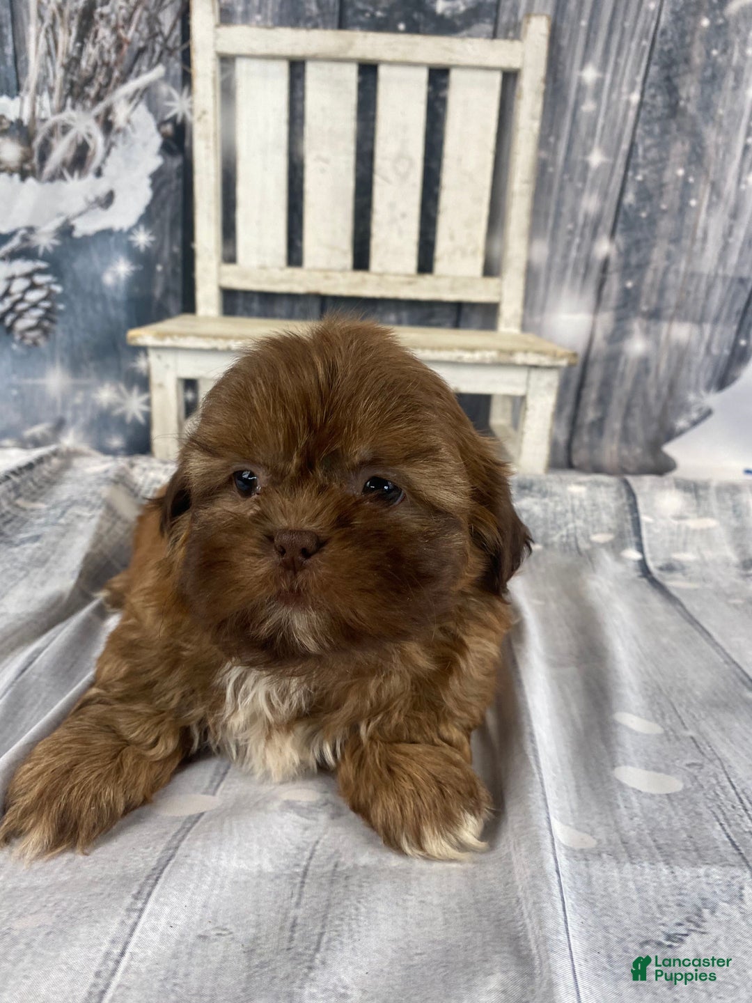 Shih Tzu dogs for sale: Pippin - Ad 6
