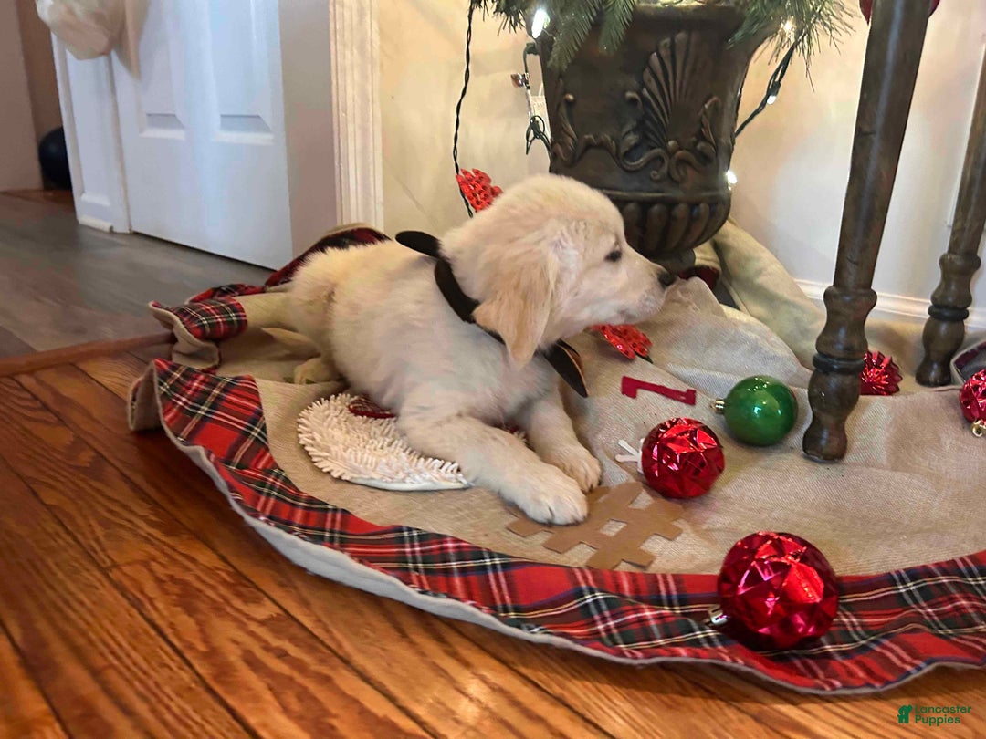 Golden Retriever dogs for sale: Rex - Ad 4