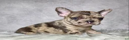 Frenchton dogs for sale: Miss Lola  - Ad 1
