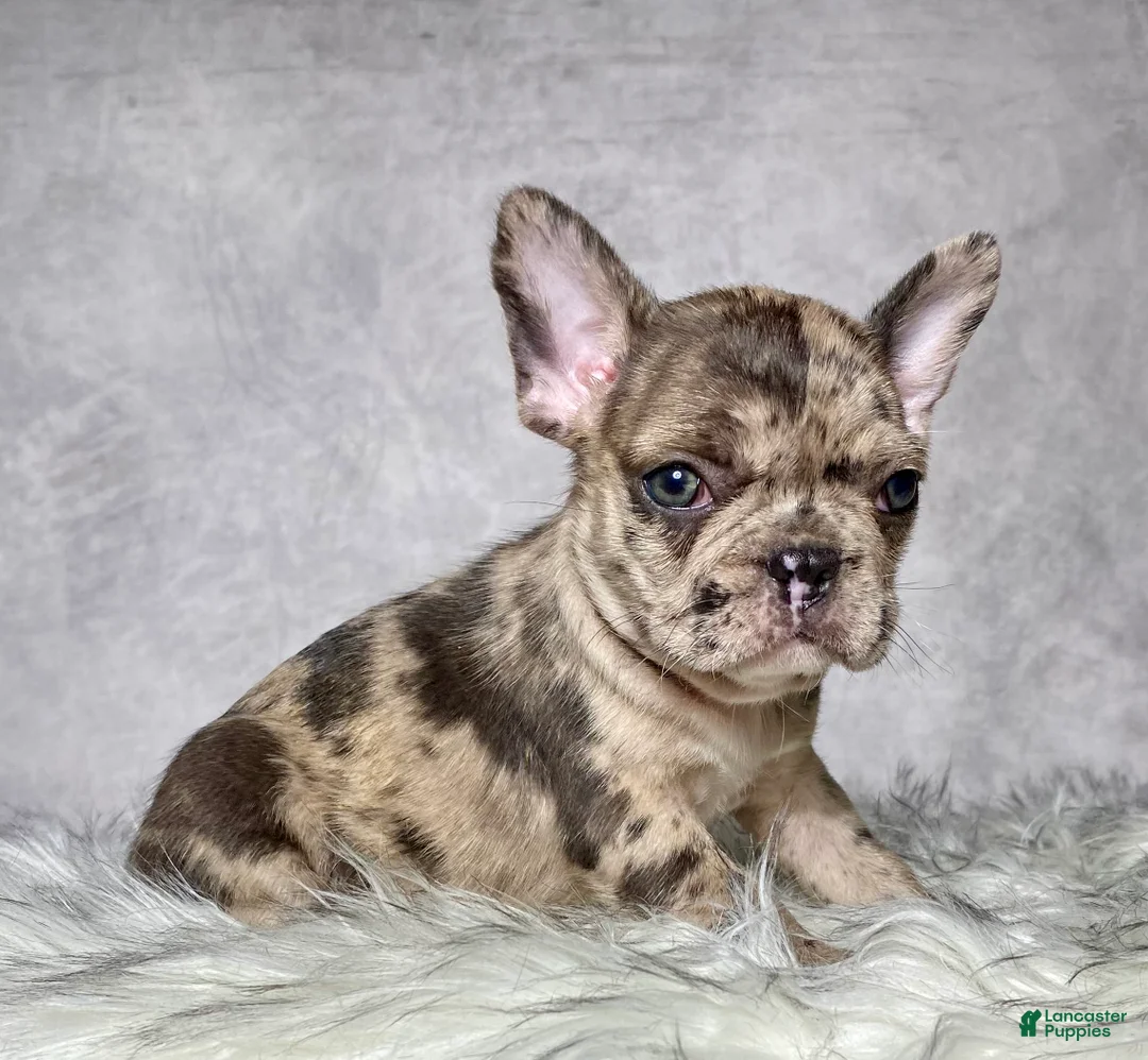 Frenchton dogs for sale: Miss Lola  - Ad 1