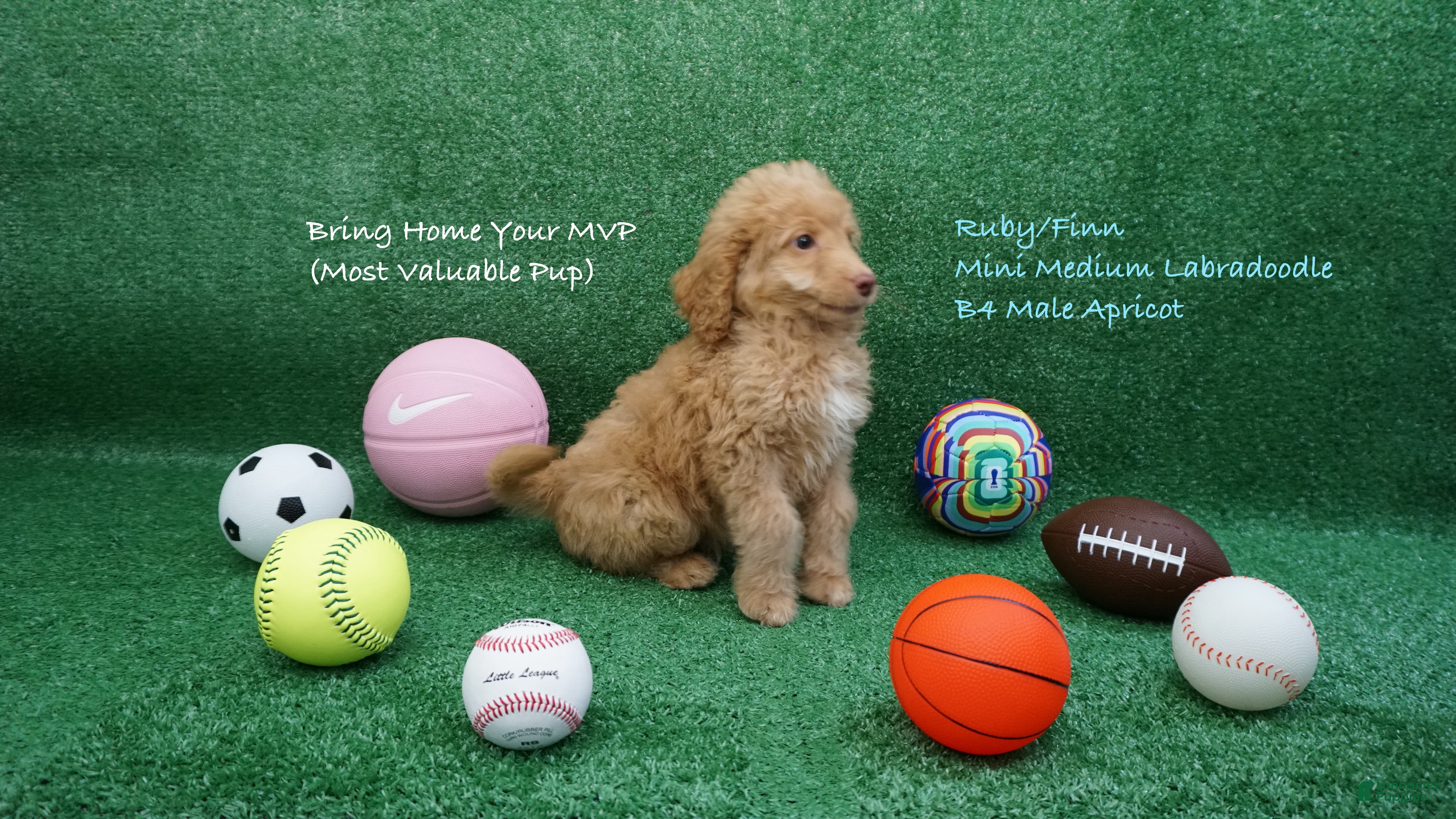 Miniature Labradoodle dogs RF B4 - Ad 16