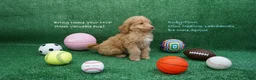 Miniature Labradoodle dogs for sale: RF B4 - Ad 1