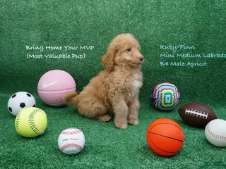 Miniature Labradoodle dogs RF B4 - Ad 16