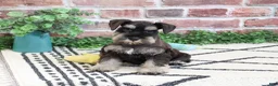 Miniature Schnauzer dogs for sale: Tristan  - Ad 3