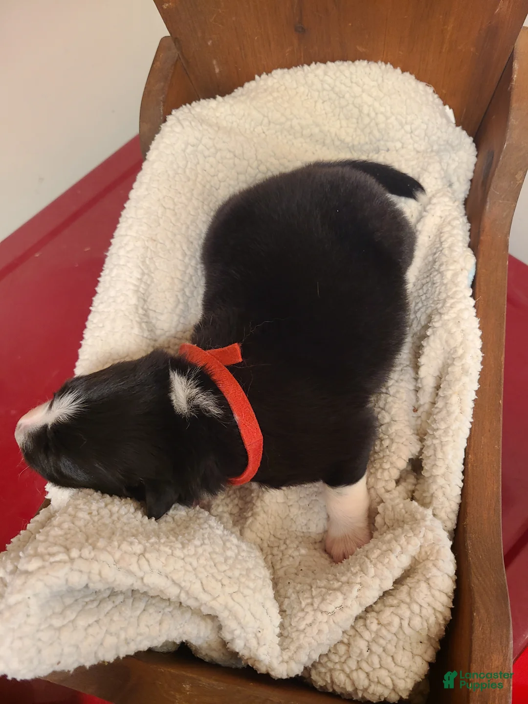 Mixed Breed dogs for sale: Schwarber - Ad 2