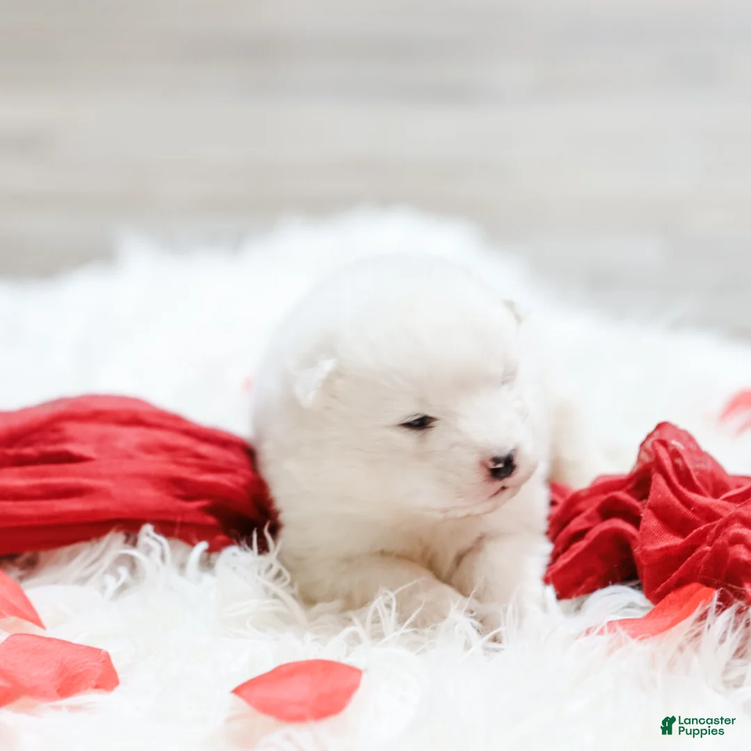 Samoyed dogs for sale: Sprout  - Ad 3