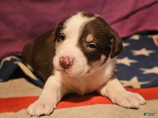 Border Collie dogs CeeCee - Ad 24