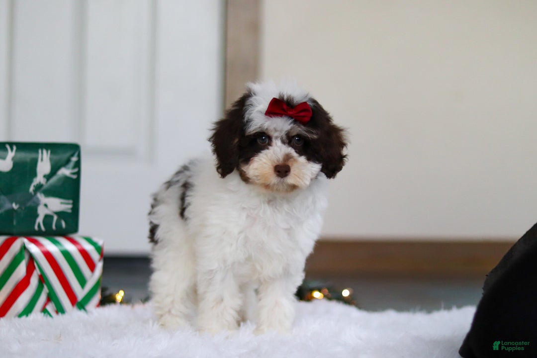 Mini Aussiedoodle dogs for sale: Sugary - Ad 5