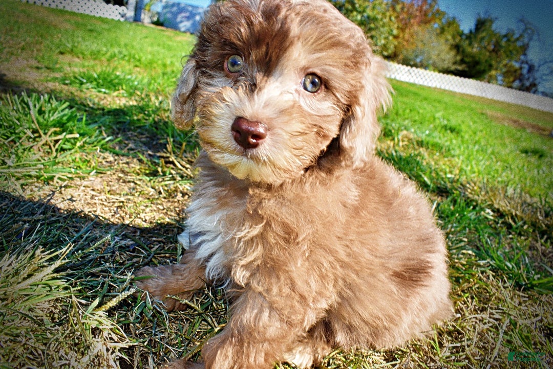 Havapoo dogs for sale: Inky - Ad 17