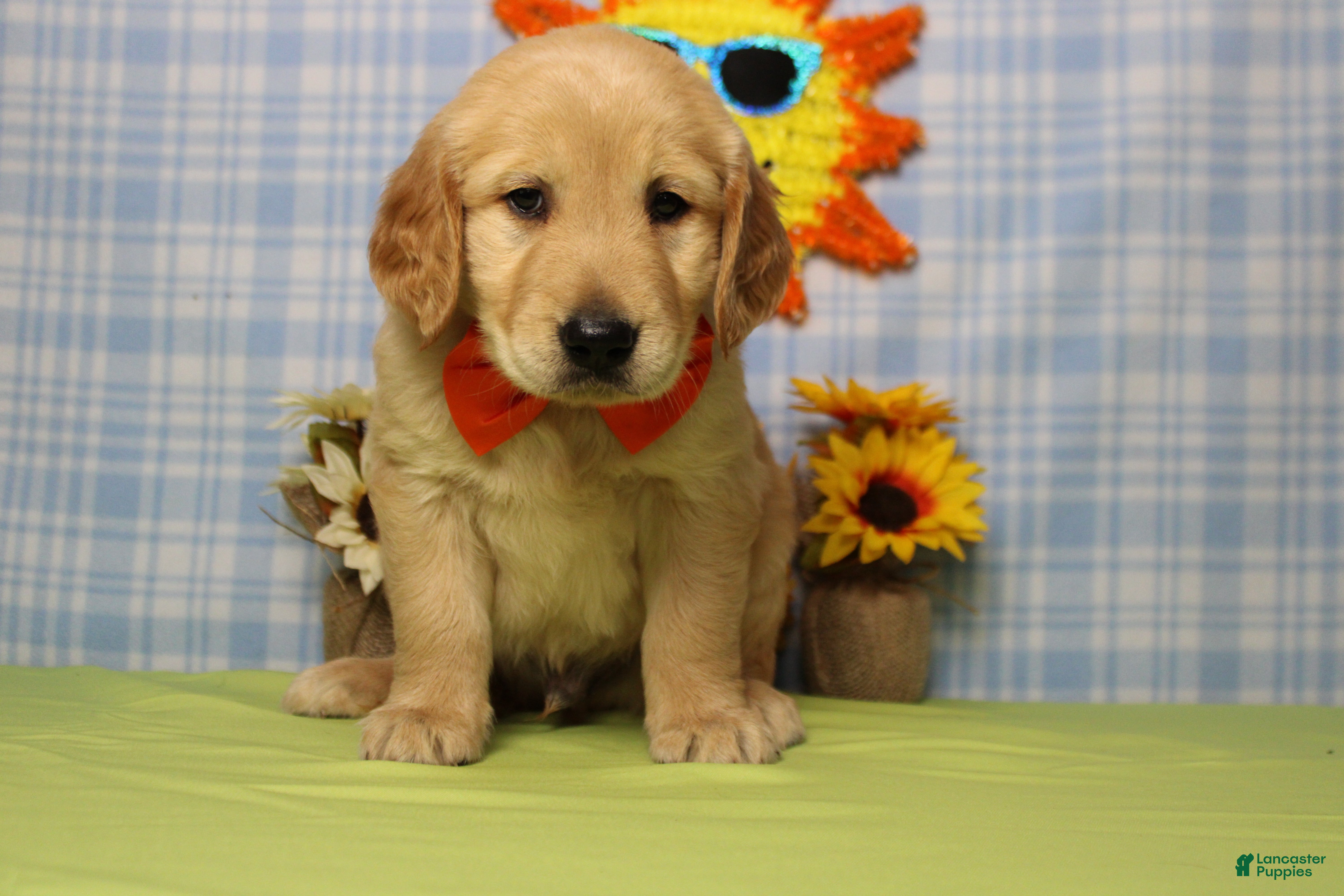 Golden Retriever dogs Babka - Ad 11