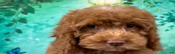 Cockapoo dogs for sale: Hershey - Ad 6