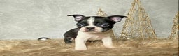 Boston Terrier dogs for sale: Buddy  - Ad 3