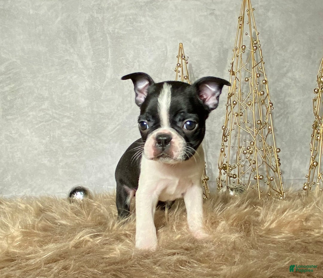 Boston Terrier dogs for sale: Buddy  - Ad 3