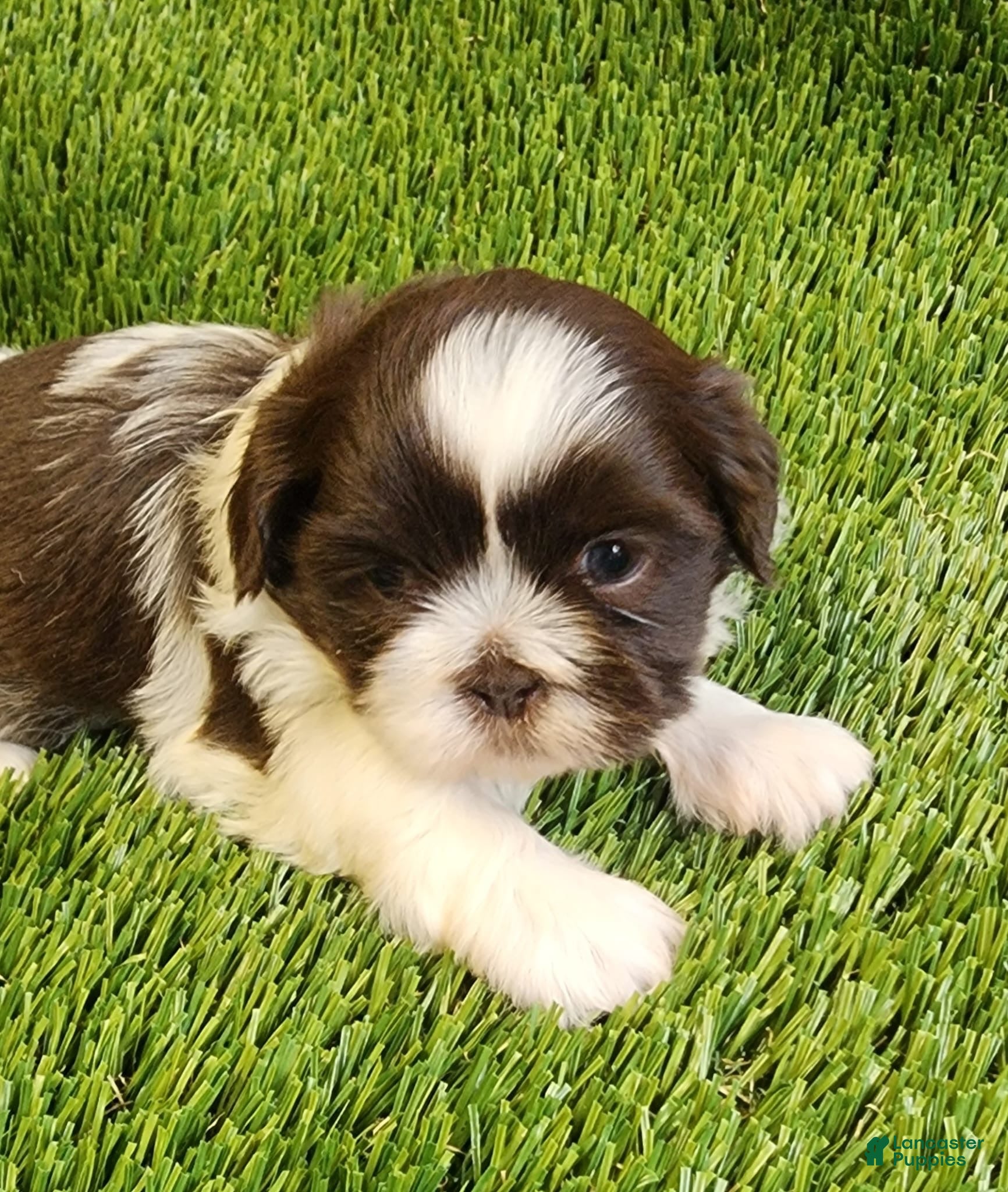 Shih Tzu dogs Shih Tzu 4 - Ad 12