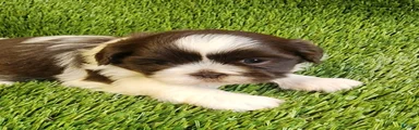 Shih Tzu 4
