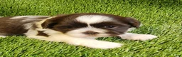 Shih Tzu dogs for sale: Shih Tzu 4 - Ad 1