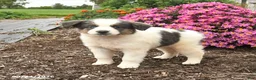 Miniature Australian Shepherd dogs for sale: Joey - Ad 3