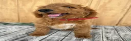 Mini Goldendoodle dogs for sale: Ace - Ad 9