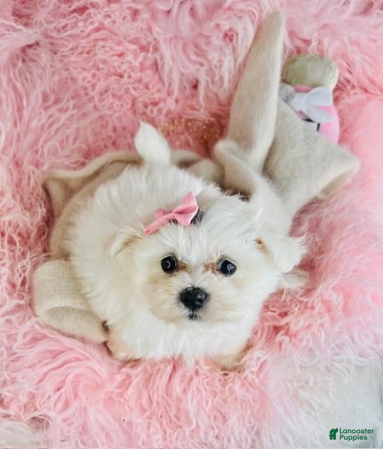 Maltese dogs Maltese 1 - Ad 1
