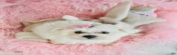 Maltese dogs for sale: Maltese 1 - Ad 1