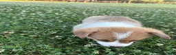 Welsh Corgi Pembroke dogs for sale: Welsh Corgi Pembroke Puppy 2 - Ad 4