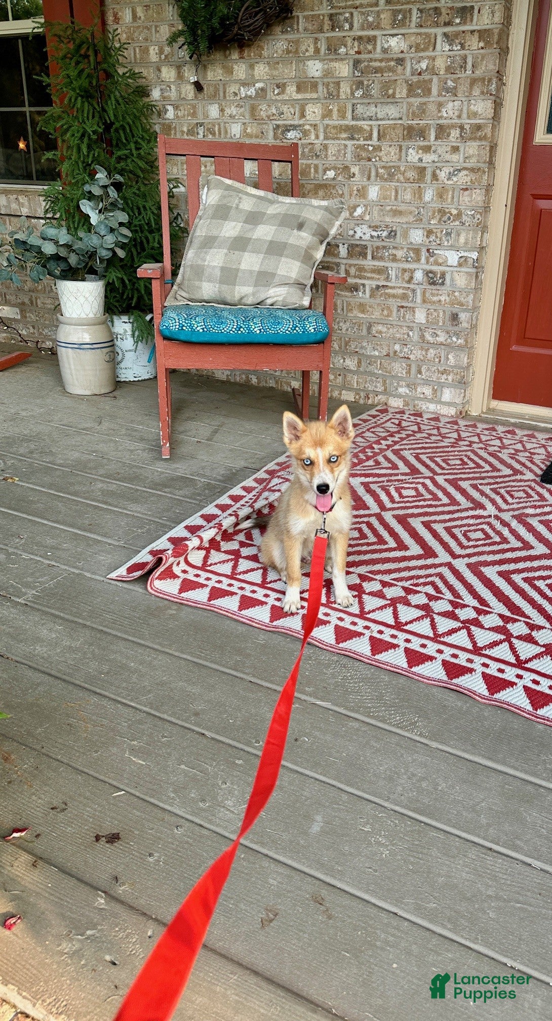 Pomsky dogs Hugo - Ad 2