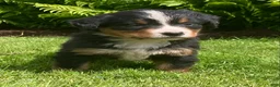 Bernese Mountain Dog dogs for sale: Cassie  - Ad 8