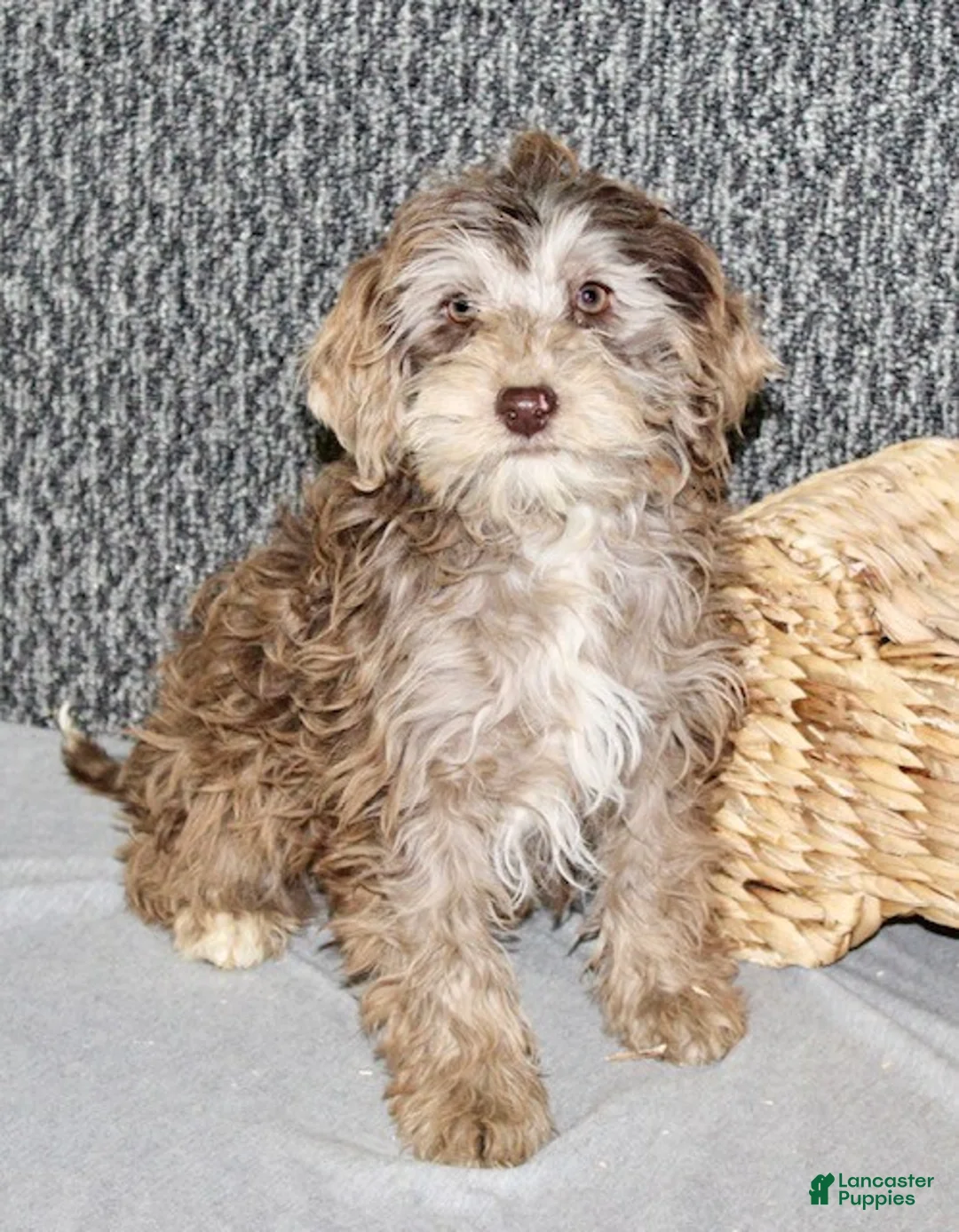 Mixed Breed dogs for sale: Olive - Ad 2