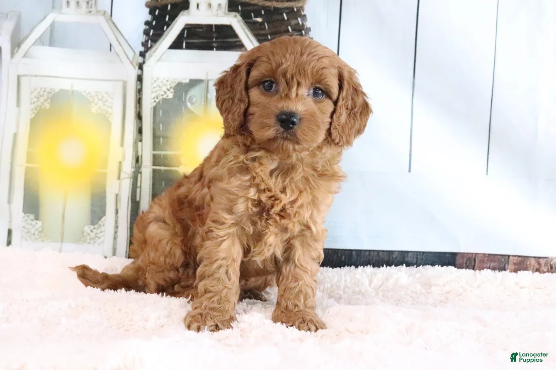 Mini Goldendoodle dogs for sale: Marco - Ad 1