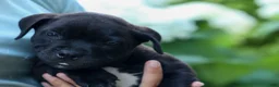 Staffordshire Bull Terrier dogs for sale: Maverick🩵 - Ad 13