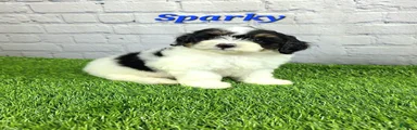 Sparky 
