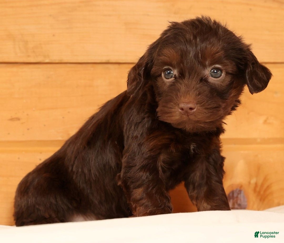 Yorkiepoo dogs for sale: Daisy - Ad 4