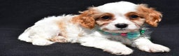 Cavapoo dogs for sale: Parker - Ad 8