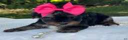 Yorkshire Terrier dogs for sale:  River - Ad 11
