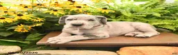 Great Dane dogs for sale: Lincoln - Ad 4