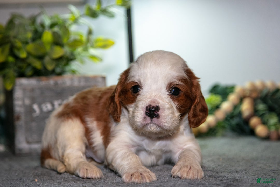 Cavapoo dogs for sale: Jake - Ad 1
