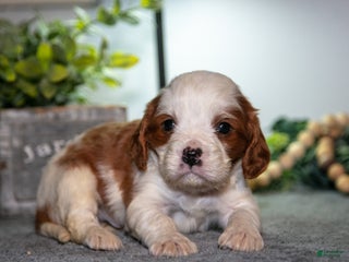 Cavapoo dogs Jake - Ad 21