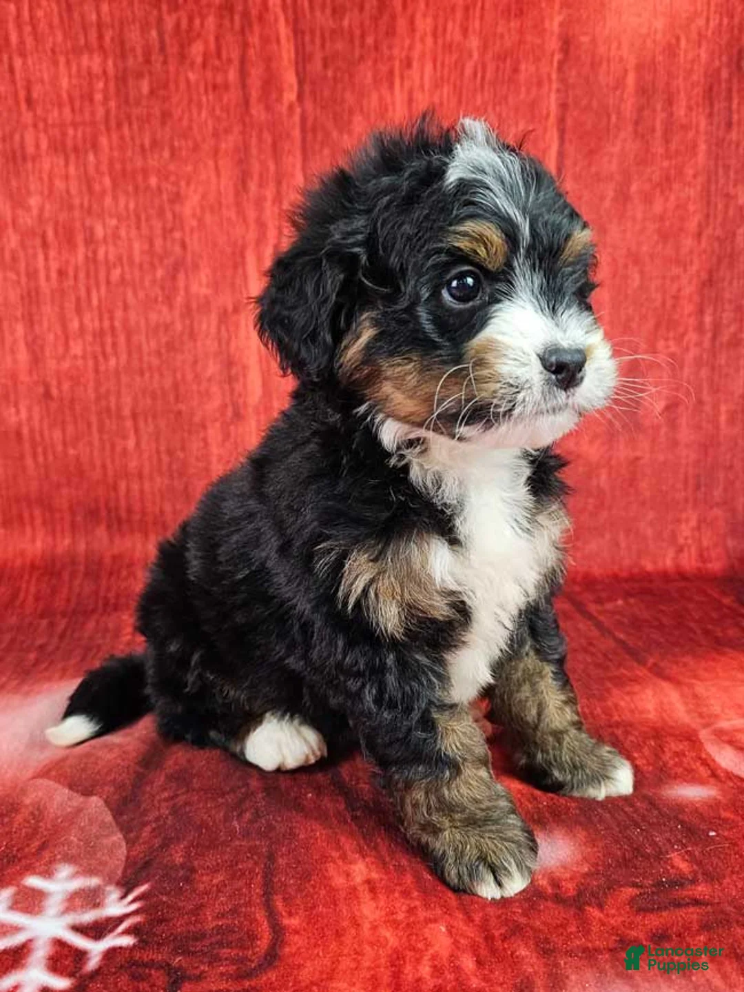 Mini Bernedoodle dogs for sale: Hickory - Ad 2