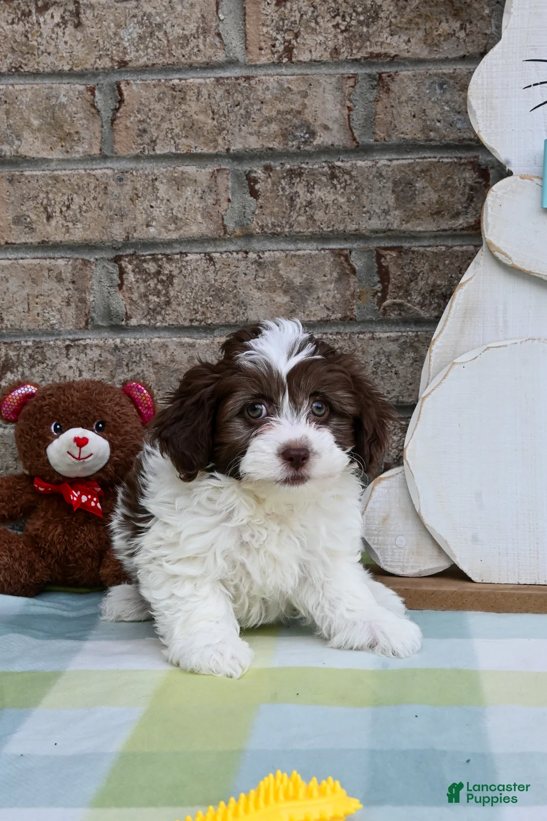 Havapoo dogs for sale: Havapoo Johnny - Ad 3