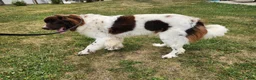 Newfoundland dogs for sale: Keira - Ad 6