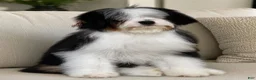 Mixed Breed dogs for sale: Tricolor Micro Mini - Ad 7