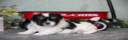 Shih Tzu dogs for sale: Sherry - Ad 1