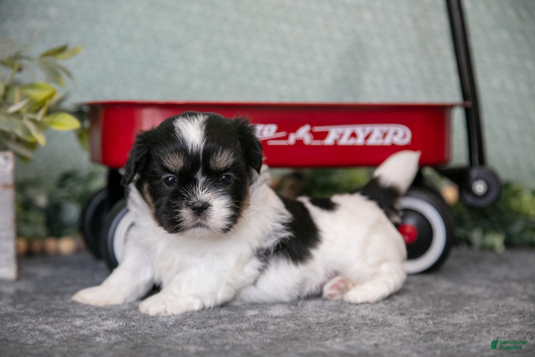 Shih Tzu dogs for sale: Sherry - Ad 1