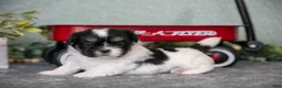 Shih Tzu dogs for sale: Sherry - Ad 1