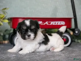 Shih Tzu dogs Sherry - Ad 10