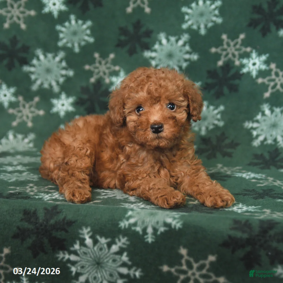 Toy Poodle dogs for sale: Foxy - Ad 3