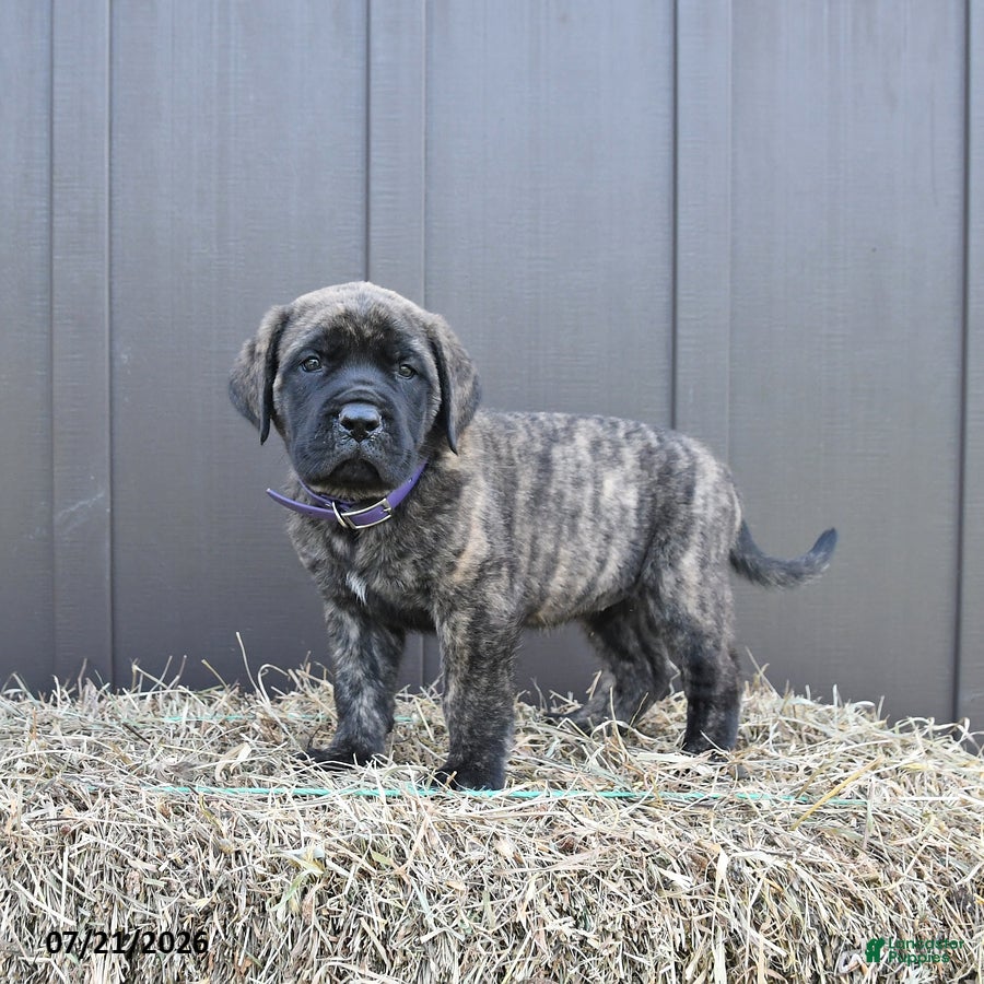 English Mastiff dogs Molly - Ad 1