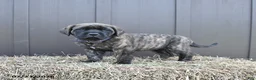 English Mastiff dogs for sale: Molly - Ad 1